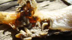 అమెరికా, స్క్రూవార్మ్