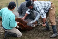 Três homens seguram uma vaca enquanto um quarto marca sua pele