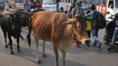 गाई सडकमा