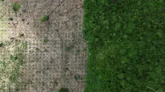 حدود ۶۰ درصد آمازون، بزرگترین جنگل حاره ‌ای جهان، در برزیل واقع شده است