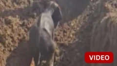 கிணற்றில் விழுந்த யானைகள் - வனத்துறை மீட்டது எப்படி?