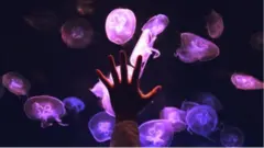 Une main posée sur un aquarium