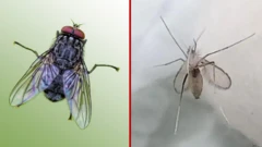 ચાંદીપુરા વાઇરસનાં લક્ષણો