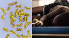 Kọ́lẹ́rà