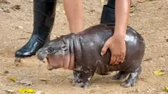 మూ డెంగ్ 