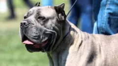 Pit bull dog black