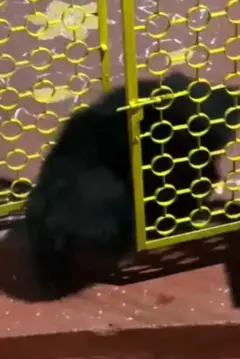 கரடி