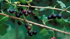 BlackCurrant