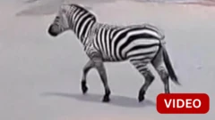 ஹெலிகாப்டரில் தூக்கிச் செல்லப்பட்ட வரிக்குதிரை - என்ன காரணம்?