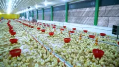 ఈసీ కోళ్లఫారం