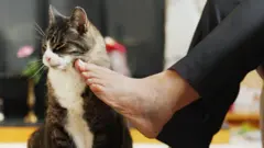 kaki, bau kaki