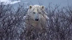 polarni medved gleda kroz grmlje