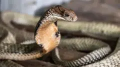 పాము