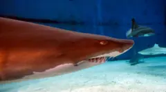 Sand Tiger shark dey swim
