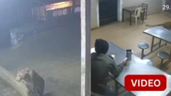 பூனையை விரட்டிய சிறுத்தை - பதறி ஓடிய நபர்