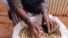 Xaliimo oo Yicib koombo-miiseysa