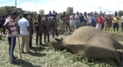 2023 වසරේ දී සැප්තැම්බර් 22 දක්වා අලි මරණ 335ක් වාර්තා වී ඇත. 