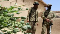 افراد طالبان در مزارع کوکنار 