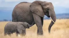 Elefante adulto e bebê elefante lado a lado em uma savana.