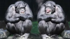 Dois chimpanzés sentados, rindo