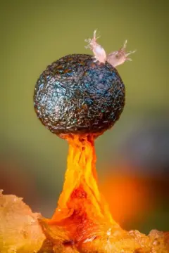 Un moho deslizante esporangio de color naranja y negro con dos ácaros rosados encima