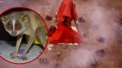 લુપ્તપ્રાય પ્રાણી, મેલીવિદ્યા, પશુ અધિકાર, તામિલનાડુ, બીબીસી ગુજરાતી, વનજીવન, પ્રાણીઓ