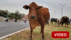 குஜராத்: பைக்கில் சென்றவர் மீது மோதிய மாடுகள் - என்ன நடந்தது?