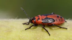 Una chinche del algodoncillo