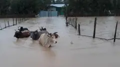 Loon lolaan nyaatamaa jiran