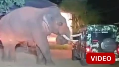 வனத்துறை வாகனத்தை தாக்கிய 'பாகுபலி' யானை