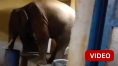 சிஆர்பிஎப் முகாமுக்குள் புகுந்த அரிசி சாப்பிட்டு சென்ற யானை