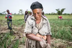 የሽንኩርት እርሻ ላይ የሚታዩ ሴት ገበሬ