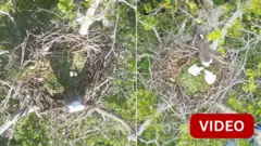 வெண்மார்பு கடற்கழுகு 