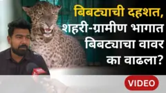 बिबट्याची दहशत : राज्यात शहरी आणि ग्रामीण भागात बिबट्याचा वावर का वाढला?