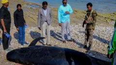 Puntland kalluumaysi