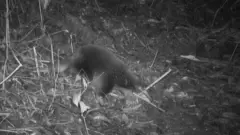 Attenborough long beaked echidna