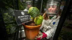 O jardineiro do local, vestido com um traje de proteção, luvas e máscara, coloca a planta na vitrine