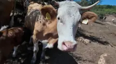 Suša na Suvoj planini: Žedni meštani, krave i konji