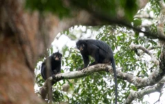 Monos