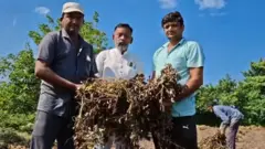 ગુજરાત, કૃષિ, ખેતી અને ખેડૂત, બીબીસી ગુજરાતી 