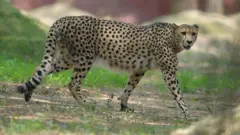 చీతాలు