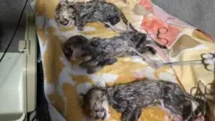 پیروز و دو بردارش با عمل سزارین به دنیا آمدند