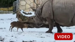 காண்டாமிருகத்துடன் மோதிய குட்டி மான்