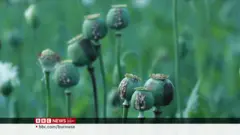 ကမ္ဘာ့ ဘိန်းစိုက်ပျိုးမှုစာရင်းရဲ့ အမြင့်ဆုံးနေရာမှာ မြန်မာ ဆက်ရှိနေ