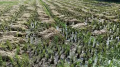 కృష్ణా జిల్లాలో వరి ఇలా