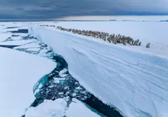 Pinguins caminhando em uma plataforma de gelo