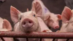 A pig in a hog farm