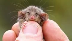 피그미 포섬은 호주 토착종으로, 유대목 주머니쥐과 포섬 중에서도 가장 작은 종류다