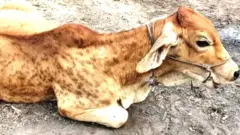 ਲੰਪੀ ਕਾਰਨ ਪਸ਼ੂਆਂ ਦੇ ਸਿਰ, ਧੌਣ, ਜਨਣ ਅੰਗਾਂ ਅਤੇ ਸਰੀਰ ਦੇ ਹੋਰ ਹਿੱਸਿਆਂ ਉੱਪਰ ਸਖਤ ਅਤੇ ਉੱਭਰਵੇਂ ਮਹੁਕੇ ਜਾਂ ਚਤੱਕੇ ਨਜ਼ਰ ਆਉਣ ਲਗਦੇ ਹਨ।