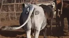 BOTSWANA COW STORY